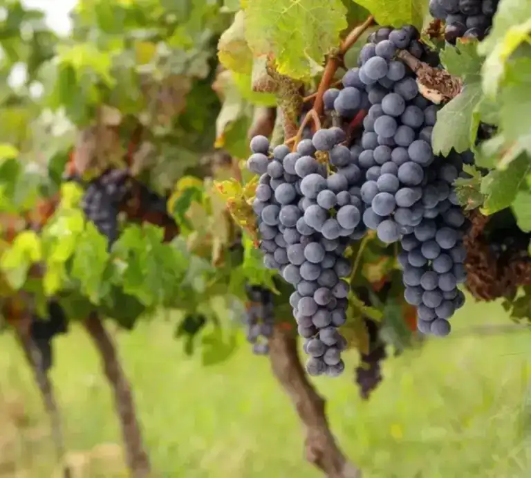 Our Winemaking Process Our Winemaking Process