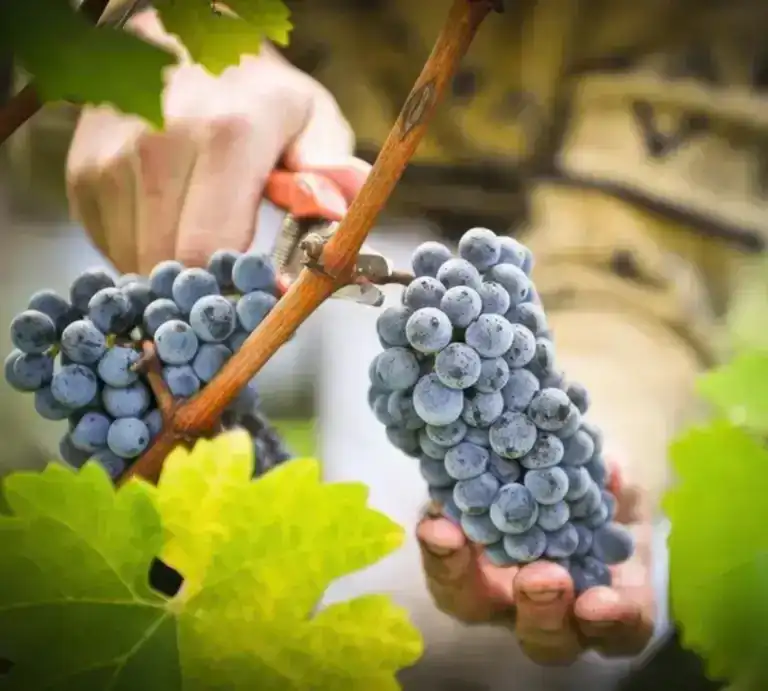 Our Winemaking Process Our Winemaking Process