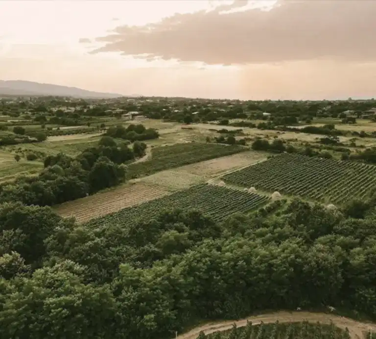 Our Winemaking Process Our Winemaking Process