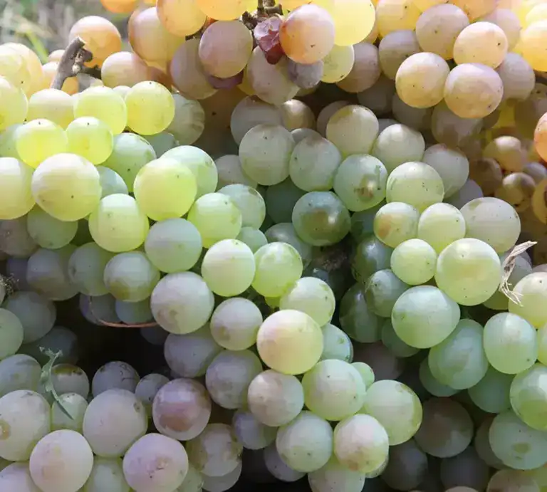 Our Winemaking Process Our Winemaking Process
